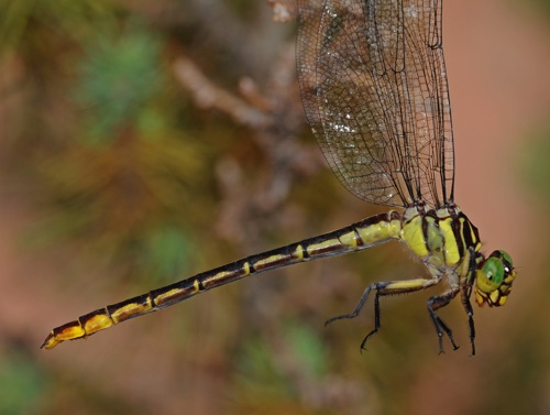 Female
2008_08_09_Rabun